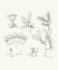 Image result for Rytigynia sp. G