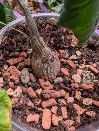 Image result for Corallocarpus welwitschii
