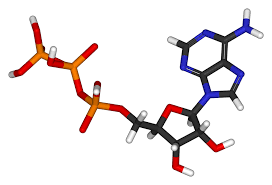 Atp The Fuel That Powers Our Cells With Images Organic Molecules Minding Your Own Business Cells And Tissues
