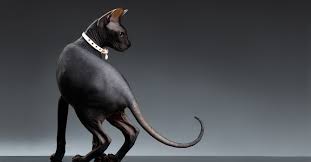 Female cats are called a queen, male cats are called a tom. Why Did Egyptians Worship Cats Petfinder