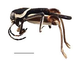 Image result for Tridactyle virginea