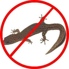 Our main base office locations are: Lizards Pest Control Services Lizard Control Service Pioneer Pest Management Solutions Pune Id 22831595362