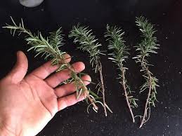 Image result for rosemary cuttings