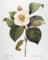 White Camellia By Granger Botanical Flowers Print Botanical Painting Botanical Flowers