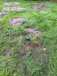 Maybe you would like to learn more about one of these? Maulwurf Im Garten Die Besten Tipps Wie Du Maulwurfe Loswirst