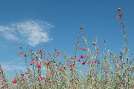 Image result for Landolphia villosa