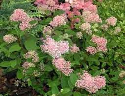Varieties of wedgeleaf ceanothus are found along a similar distribution. Ceanothus