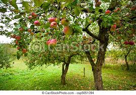Search for text in url. çº¢çš„è‹¹æžœ æ ' è‹¹æžœ çº¢ æ ' æžœå›­ è‹¹æžœ Canstock