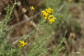 Image result for Helichrysum stenopterum