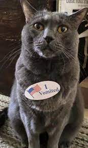 Cats Wearing I Vomited Stickers Make Elections Worth It 10 Pics