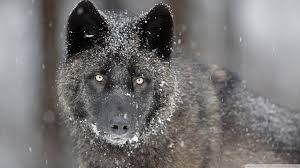 Black wolf over 1080 x 1080 | tons of awesome wolf wallpapers 1920x1080 to download for free. Black Wolf Wallpapers 70 Background Pictures
