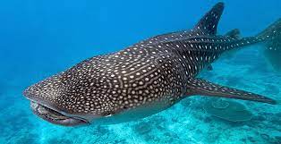 We did not find results for: Cuando Es La Mejor Temporada Para Nadar Con El Tiburon Ballena En La Paz National Geographic En Espanol