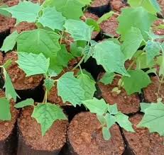 Image result for Grewia arborea