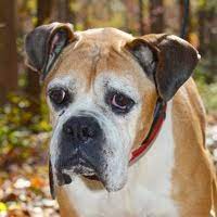 See more ideas about boxer rescue, boxer, rescue. Boxer Rescue Adoptions