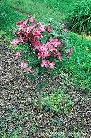 How and when to plant dogwood trees. Cornus Florida Red Pygmy Habit Uiplants Urban Garden Plants Native Plants