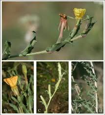 Image result for Oenothera indecora
