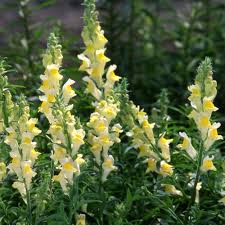 Image result for Antirrhinum