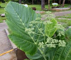 Image result for Leea