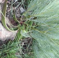 Image result for Elephantorrhiza elephantina