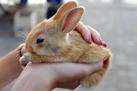 A group of these cancer cells can form a tumour. Cancer Of The Uterus In Rabbits Symptoms Causes Diagnosis Treatment Recovery Management Cost