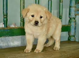 San Antonio Tx Golden Retriever Meet Luna A Pet For Adoption