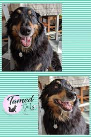 In 2014, our founders were tired of the generic pet grooming services that offered a basic haircut for hundreds of dollars. Happy Tails Pet Grooming Hahira Ga Peepsburgh