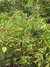 Image result for Pseudopodospermum hispanicum