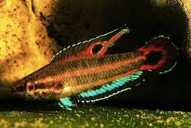 Parosphromenus Sp Aquarium Fish Tropical Fish Beautiful Fish
