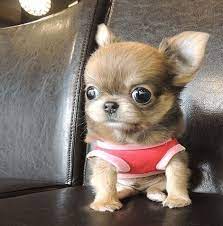Pin By Claudia Castillo On Manolo Cute Baby Animals Chihuahua Puppies Cute Animals