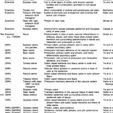 Check spelling or type a new query. Pdf Structure And Function Of Plant Cell Wall Proteins