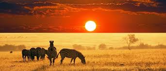 Flights including kenya airways now has flights direct from usa. Amazing Safari Tour In Kenya Tanzania For 10 Days