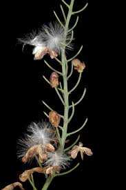 Image result for Eriospermum porphyrium