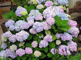 Endless Summer Hydrangeas Endless Summer Hydrangea Summer Hydrangeas Hydrangea Landscaping