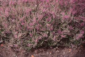 Image result for Calluna vulgaris