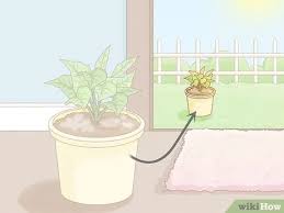 Planting your christmas cactus in the correct type of potting soil will help the plant remain healthy and will ensure a good bloom in the. 3 Ways To Get Rid Of Mold On Houseplants Wikihow