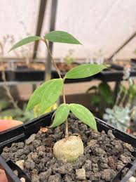 Image result for Ceropegia conrathii