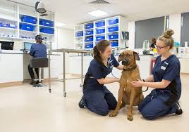 Read on for grooming guides, nutrition information, safety tips and more. Out Of Hours And Emergencies
