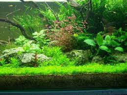 Pin Van Traveon Pressley Op Aquascape