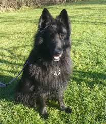 German shepherds should be well socialized early in life. German Shepherd Dog Rescue Long Coated German Shepherd Dogs