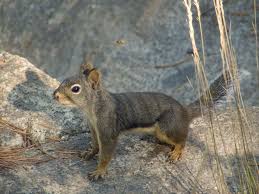 Douglas Squirrel (Animal Tracks and Signs by Beartracker Wildlife Tracking)  · iNaturalist