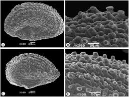 Image result for Sarcocornia decumbens