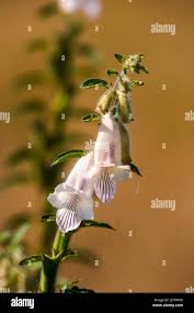 Image result for Ceratotheca triloba