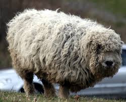 Check spelling or type a new query. Datei Sheep London Wetland Centre Jpg Wikipedia