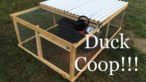 Our backyard duck coop house with run and pool or mini pond. Building A Duck Coop For 80 Youtube