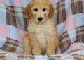 Maybe you would like to learn more about one of these? Goldendoodle Pets And Animals For Sale Minnesota