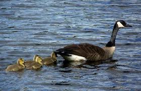 Identification Water Birds Of Colorado Love Them Or Hate Them Canada Geese Are Always Here Birds Canada Goose Bird Feathers Pretty Birds