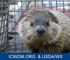 They almost instantly kill a woodchuck that tries to move through it. Http Animalrange Montana Edu Documents Extension Nonchemwoodchucks Pdf