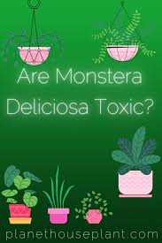 Are Monstera Deliciosa Toxic In 2020 Plant Pests House Plants House Plant Care