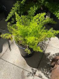 Image result for A. densiflorus Sprengeri