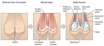 Die inneren und äußeren weiblichen geschlechtsorgane dienen der fortpflanzung und sexuellen aktivität. Mannliches Urogenitalsystem Anatomie Und Funktion